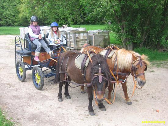 Attelage en paire shetlands - PhotoAnneDom 1334.jpg